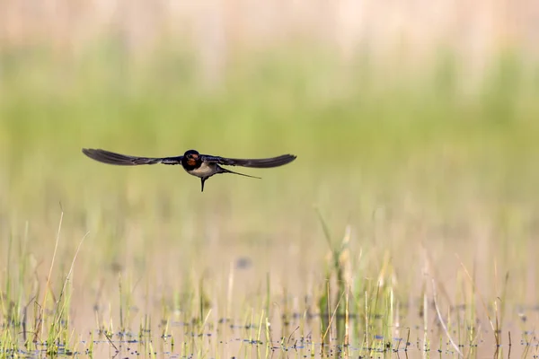 Летающая Ласточка Желтый Фон Природы Барн Ласточка Hirundo Rustica — стоковое фото