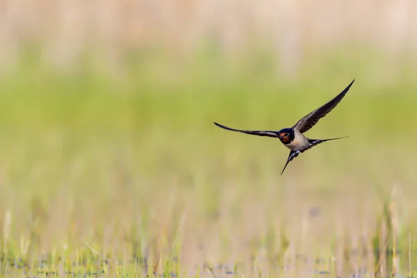 Uçan kırlangıç. Sarı doğa arka planı. Ahır Kırlangıç. Hirundo rustica.