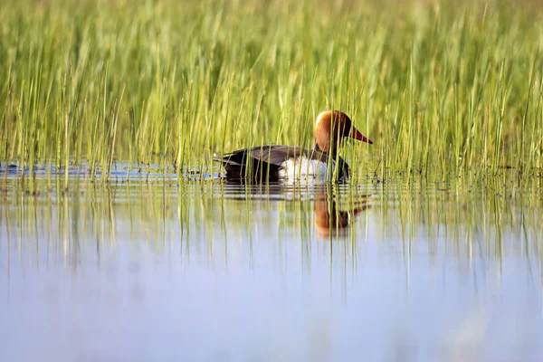 Duck. Red crested Pochard. Colorful nature habitat background. Common duck: Red crested Pochard. Netta rufina.