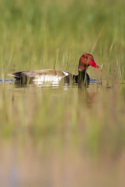 Ördek. Kızıl tepeli Pochard. Renkli doğa habitat arka plan. Ortak ördek: Kırmızı tepeli Pochard. Netta rufina.
