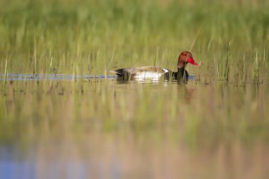 Ördek. Kızıl tepeli Pochard. Renkli doğa habitat arka plan. Ortak ördek: Kırmızı tepeli Pochard. Netta rufina.