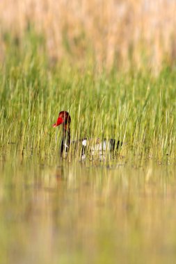 Ördek. Kızıl tepeli Pochard. Renkli doğa habitat arka plan. Ortak ördek: Kırmızı tepeli Pochard. Netta rufina.