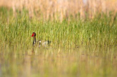 Ördek. Kızıl tepeli Pochard. Renkli doğa habitat arka plan. Ortak ördek: Kırmızı tepeli Pochard. Netta rufina.