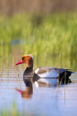 Ördek. Kızıl tepeli Pochard. Renkli doğa habitat arka plan. Ortak ördek: Kırmızı tepeli Pochard. Netta rufina.