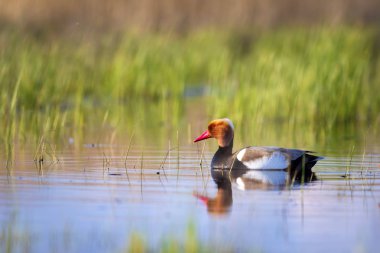 Ördek. Kızıl tepeli Pochard. Renkli doğa habitat arka plan. Ortak ördek: Kırmızı tepeli Pochard. Netta rufina.