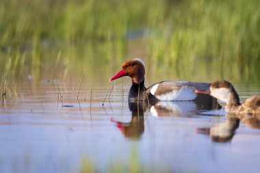 Ördek. Kızıl tepeli Pochard. Renkli doğa habitat arka plan. Ortak ördek: Kırmızı tepeli Pochard. Netta rufina.