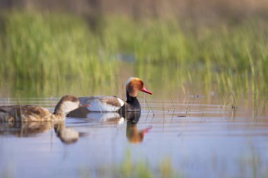 Ördek. Kızıl tepeli Pochard. Renkli doğa habitat arka plan. Ortak ördek: Kırmızı tepeli Pochard. Netta rufina.