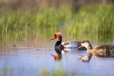 Ördek. Kızıl tepeli Pochard. Renkli doğa habitat arka plan. Ortak ördek: Kırmızı tepeli Pochard. Netta rufina.