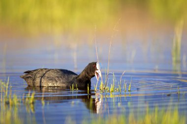 Sevimli kuş Avrasya Coot. Yeşil doğa arka planı. Kuş: Avrasya Coot. Fulica atra. 