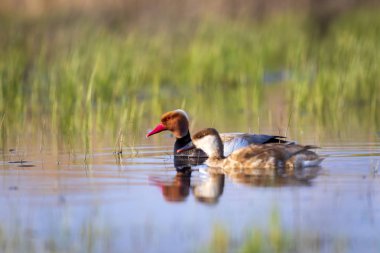 Ördek. Kızıl tepeli Pochard. Renkli doğa habitat arka plan. Ortak ördek: Kırmızı tepeli Pochard. Netta rufina.