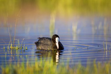 Sevimli kuş Avrasya Coot. Yeşil doğa arka planı. Kuş: Avrasya Coot. Fulica atra. 