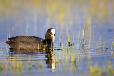 Sevimli kuş Avrasya Coot. Yeşil doğa arka planı. Kuş: Avrasya Coot. Fulica atra. 