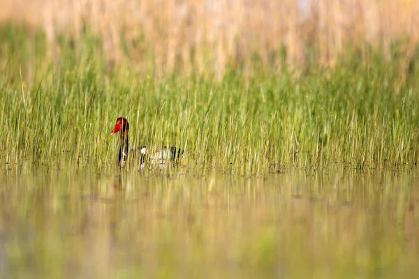 Pato Pochard Crista Vermelha Natureza Colorida Habitat Fundo Pato Comum — Fotografia de Stock