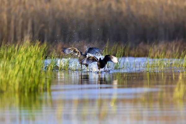 Pássaros Combate Fundo Lago Azul Aves Coot Eurasiático Fulica Atra — Fotografia de Stock