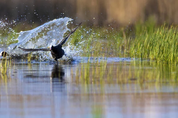 Bekämpa Fåglar Blå Sjö Bakgrund Fåglar Eurasiska Coot Fulica Atra — Stockfoto