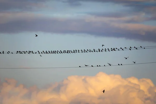 Uccelli Filo Elettrico Bird Barn Swallow Hirundo Rustica Tramonto Cielo — Foto Stock