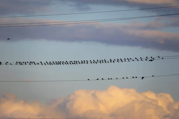 Birds Electric Wire Bird Barn Swallow Hirundo Rustica Sunset Sky — Stock Photo, Image