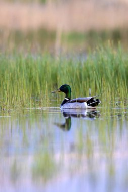 Yüzen ördek Mallard. Renkli doğal yaşam ortamı. - Mallard. Anas platyrhynchos.