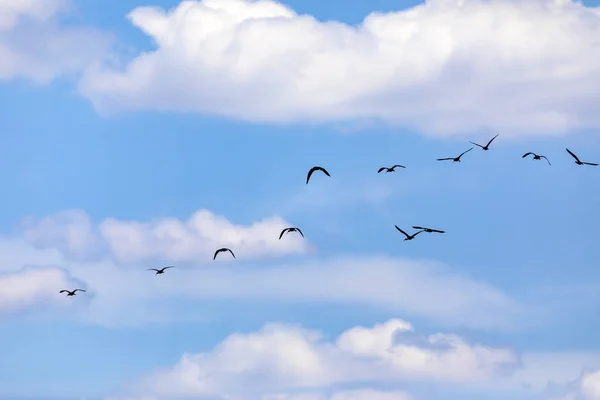 Flying birds. Blue white sky background. Birds: Glossy Ibis. Plegadis falcinellus.