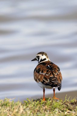 Sevimli su kuşu. Sıradan kuş Ruddy Turnstone. Renkli doğa arka plan. Kuş: Ruddy Turnstone. Arenaria interpres.
