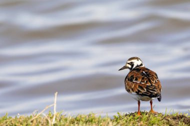 Sevimli su kuşu. Sıradan kuş Ruddy Turnstone. Renkli doğa arka plan. Kuş: Ruddy Turnstone. Arenaria interpres.