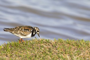 Sevimli su kuşu. Sıradan kuş Ruddy Turnstone. Renkli doğa arka plan. Kuş: Ruddy Turnstone. Arenaria interpres.