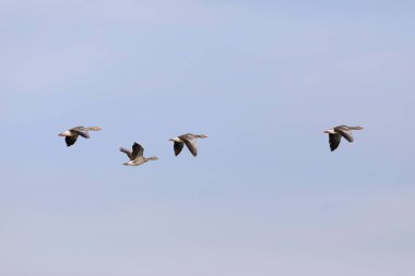 Uçan Kaz. Mavi gökyüzü arka planı. Greylag Kaz Anser anser.