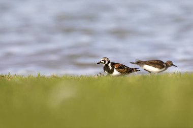 Sevimli su kuşu. Sıradan kuş Ruddy Turnstone. Renkli doğa arka plan. Kuş: Ruddy Turnstone. Arenaria interpres.