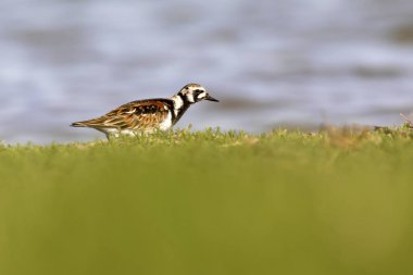 Sevimli su kuşu. Sıradan kuş Ruddy Turnstone. Renkli doğa arka plan. Kuş: Ruddy Turnstone. Arenaria interpres.