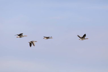 Uçan Kaz. Mavi gökyüzü arka planı. Greylag Kaz Anser anser.
