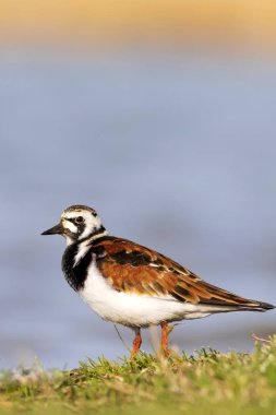 Sevimli su kuşu. Sıradan kuş Ruddy Turnstone. Renkli doğa arka plan. Kuş: Ruddy Turnstone. Arenaria interpres.