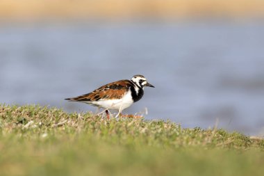 Sevimli su kuşu. Sıradan kuş Ruddy Turnstone. Renkli doğa arka plan. Kuş: Ruddy Turnstone. Arenaria interpres.