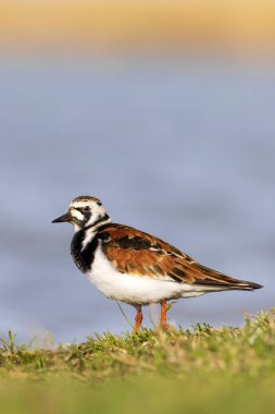 Sevimli su kuşu. Sıradan kuş Ruddy Turnstone. Renkli doğa arka plan. Kuş: Ruddy Turnstone. Arenaria interpres.
