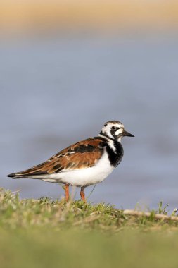 Sevimli su kuşu. Sıradan kuş Ruddy Turnstone. Renkli doğa arka plan. Kuş: Ruddy Turnstone. Arenaria interpres.