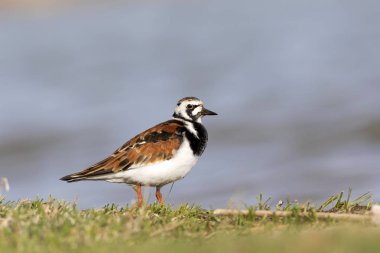 Sevimli su kuşu. Sıradan kuş Ruddy Turnstone. Renkli doğa arka plan. Kuş: Ruddy Turnstone. Arenaria interpres.