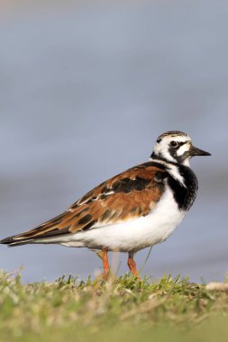 Sevimli su kuşu. Sıradan kuş Ruddy Turnstone. Renkli doğa arka plan. Kuş: Ruddy Turnstone. Arenaria interpres.