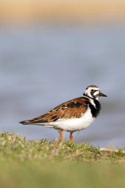 Sevimli su kuşu. Sıradan kuş Ruddy Turnstone. Renkli doğa arka plan. Kuş: Ruddy Turnstone. Arenaria interpres.