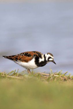 Sevimli su kuşu. Sıradan kuş Ruddy Turnstone. Renkli doğa arka plan. Kuş: Ruddy Turnstone. Arenaria interpres.