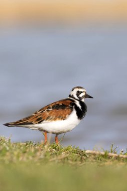 Sevimli su kuşu. Sıradan kuş Ruddy Turnstone. Renkli doğa arka plan. Kuş: Ruddy Turnstone. Arenaria interpres.