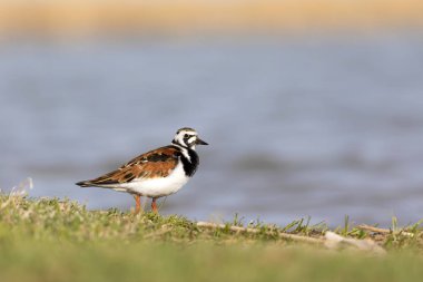 Sevimli su kuşu. Sıradan kuş Ruddy Turnstone. Renkli doğa arka plan. Kuş: Ruddy Turnstone. Arenaria interpres.