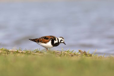 Sevimli su kuşu. Sıradan kuş Ruddy Turnstone. Renkli doğa arka plan. Kuş: Ruddy Turnstone. Arenaria interpres.