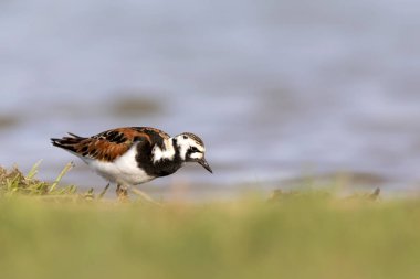 Sevimli su kuşu. Sıradan kuş Ruddy Turnstone. Renkli doğa arka plan. Kuş: Ruddy Turnstone. Arenaria interpres.