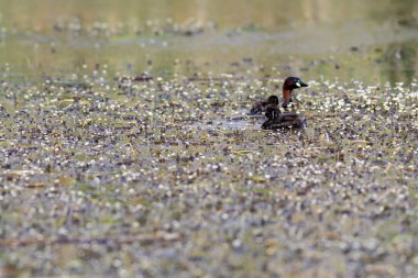 Sevimli küçük su kuşu ailesi. Doğa arka planı. Ortak su kuşu: Küçük Grebe. Taşibaptus ruficollis. 