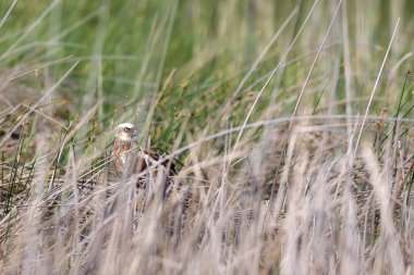 Hawk. Sarı yeşil doğa arka plan.