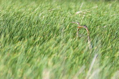 Renkli doğa ve balıkçıl. Mor balıkçıl. Doğal yaşam alanı arka planı. Kuş: Mor balıkçıl. 