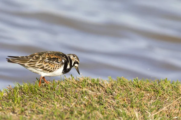 Sevimli su kuşu. Sıradan kuş Ruddy Turnstone. Renkli doğa arka plan. Kuş: Ruddy Turnstone. Arenaria interpres.