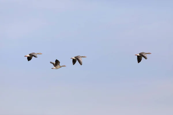 Flying Goose. Blue sky background. Greylag Goose Anser anser.