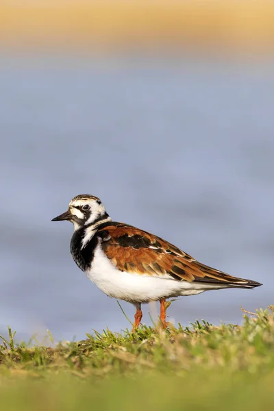 Pássaro Água Bonito Pássaro Comum Ruddy Turnstone Fundo Natureza Colorida — Fotografia de Stock