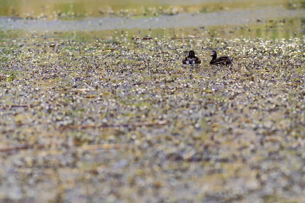 Jolie Petite Famille Oiseaux Aquatiques Fond Naturel Oiseau Eau Commun — Photo