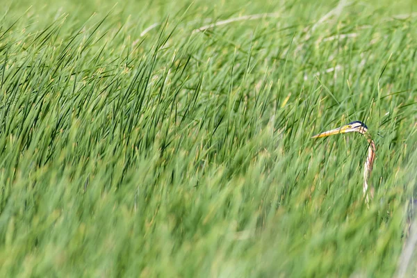 Natureza Colorida Heron Purple Heron Fundo Habitat Natureza Lago Pássaro — Fotografia de Stock